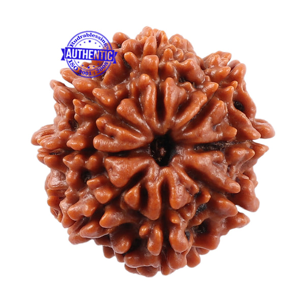 8 Mukhi Nepalese Rudraksha - Bead No. 55