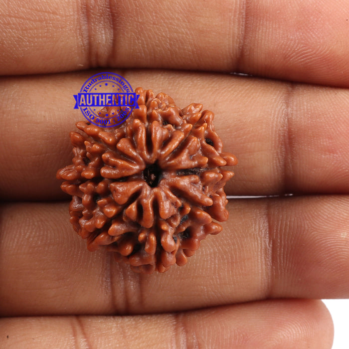 8 Mukhi Nepalese Rudraksha - Bead No. 55