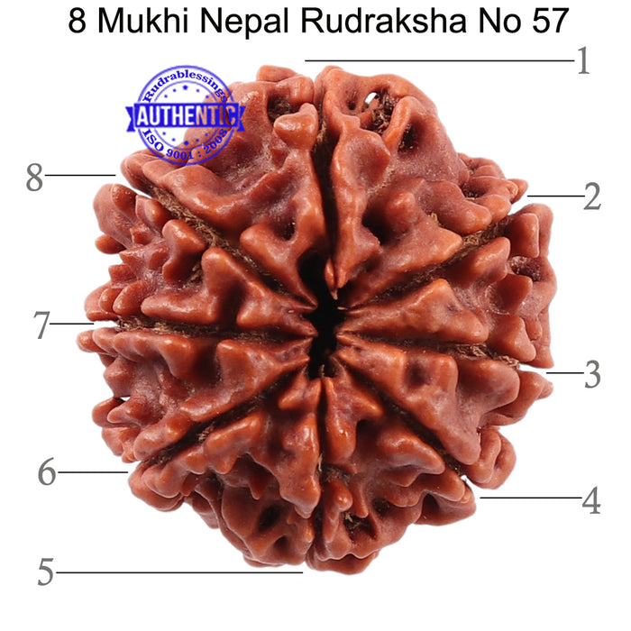 8 Mukhi Nepalese Rudraksha - Bead No. 57