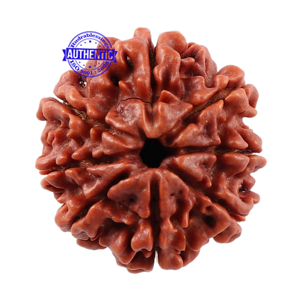 8 Mukhi Nepalese Rudraksha - Bead No. 57