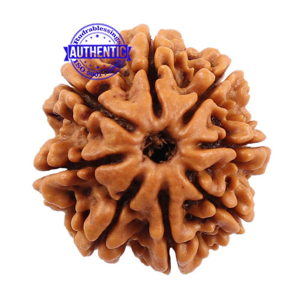 8 Mukhi Nepalese Rudraksha - Bead No. 88