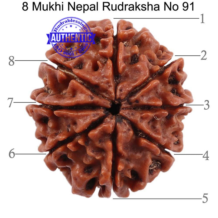 8 Mukhi Nepalese Rudraksha - Bead No. 91