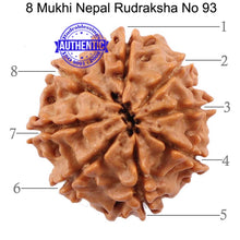 Load image into Gallery viewer, 8 Mukhi Nepalese Rudraksha - Bead No. 93
