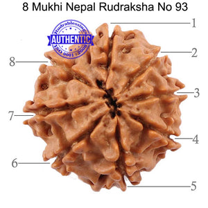8 Mukhi Nepalese Rudraksha - Bead No. 93
