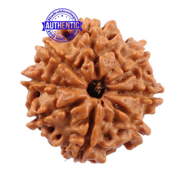 8 Mukhi Nepalese Rudraksha - Bead No. 93