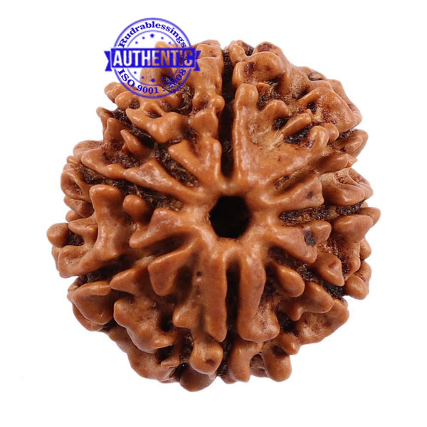 8 Mukhi Nepalese Rudraksha - Bead No. 95