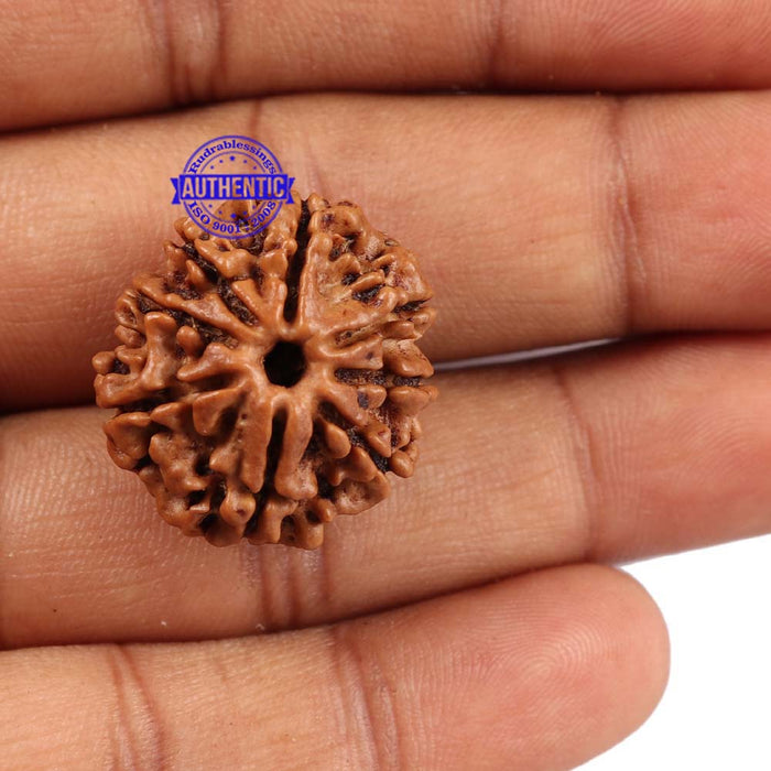 8 Mukhi Nepalese Rudraksha - Bead No. 95