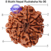 Load image into Gallery viewer, 8 Mukhi Nepalese Rudraksha - Bead No. 96
