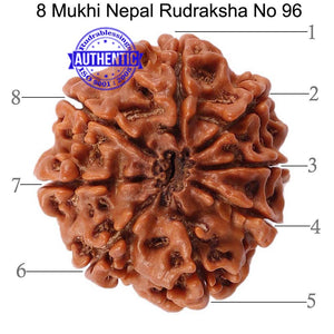 8 Mukhi Nepalese Rudraksha - Bead No. 96