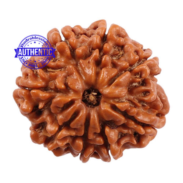 8 Mukhi Nepalese Rudraksha - Bead No. 96