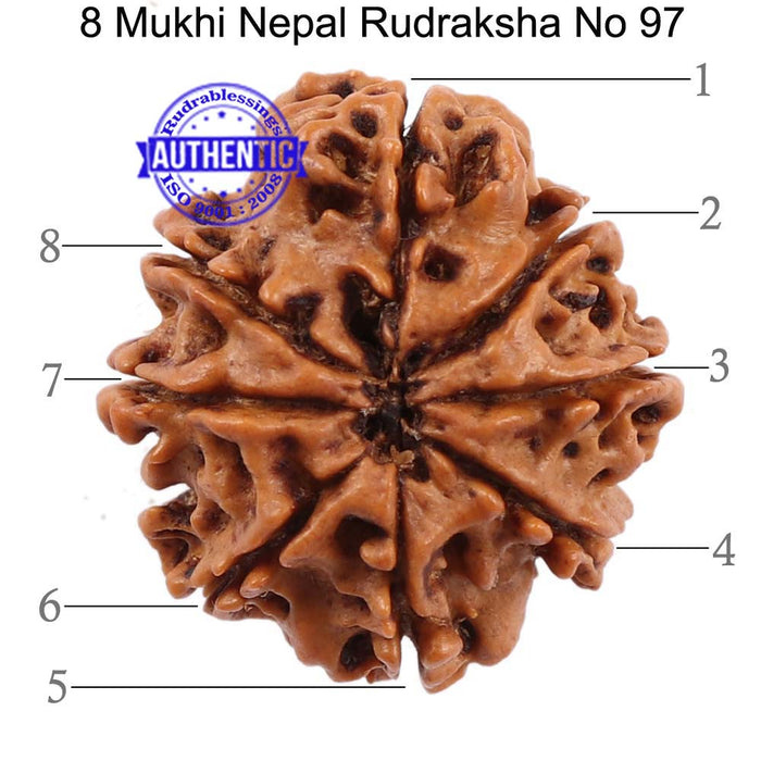 8 Mukhi Nepalese Rudraksha - Bead No. 97