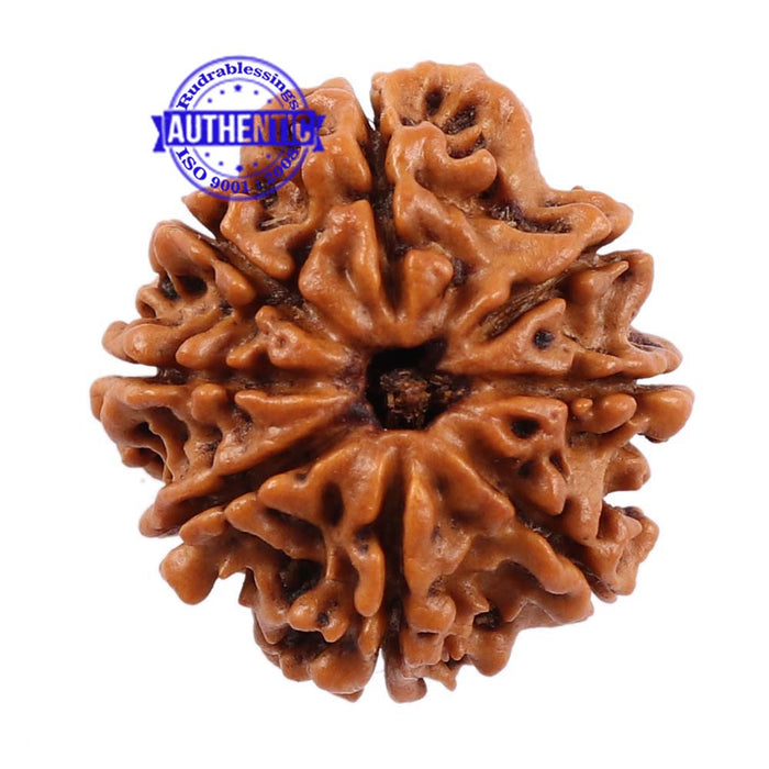 8 Mukhi Nepalese Rudraksha - Bead No. 97