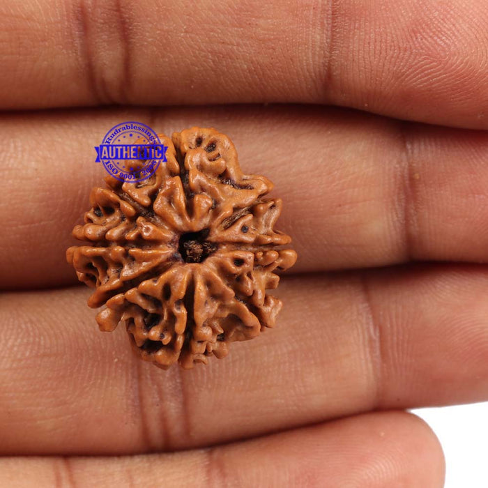 8 Mukhi Nepalese Rudraksha - Bead No. 97