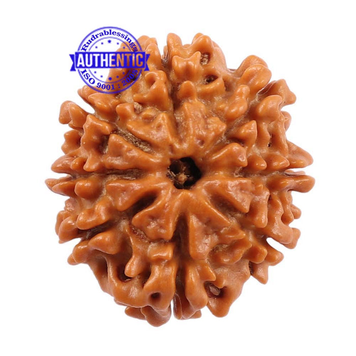 8 Mukhi Nepalese Rudraksha - Bead No. 98
