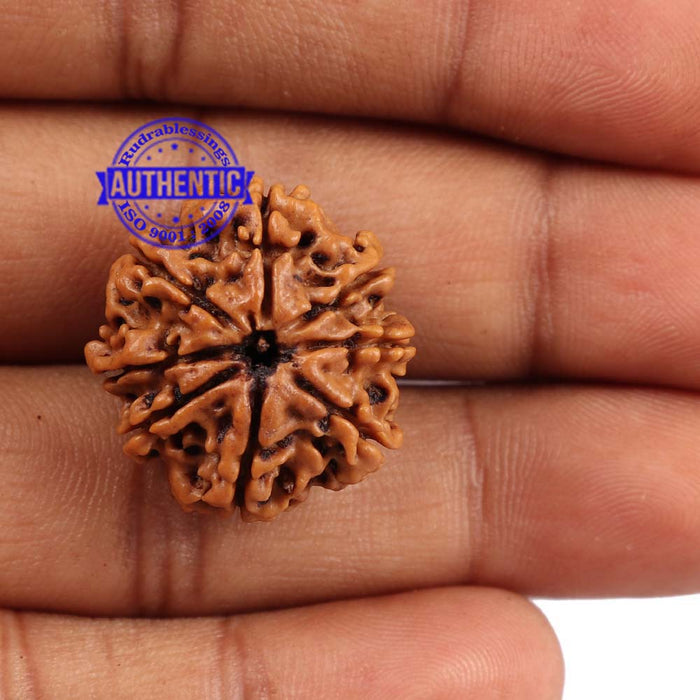 8 Mukhi Nepalese Rudraksha - Bead No. 99