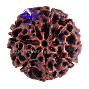 8 Mukhi Hybrid Rudraksha - Bead No. 11