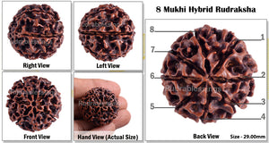 8 Mukhi Hybrid Rudraksha - Bead No. 11