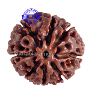 8 Mukhi Hybrid Rudraksha - Bead No. 12