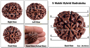 8 Mukhi Hybrid Rudraksha - Bead No. 12