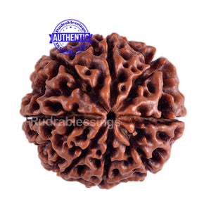 8 Mukhi Hybrid Rudraksha - Bead No. 13