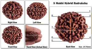 8 Mukhi Hybrid Rudraksha - Bead No. 13