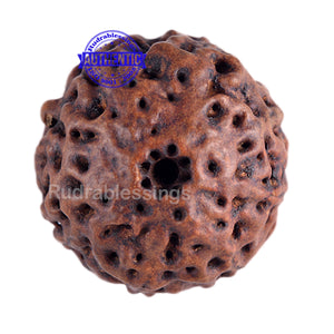 8 Mukhi Hybrid Rudraksha - Bead No. 14