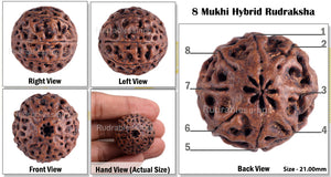 8 Mukhi Hybrid Rudraksha - Bead No. 14