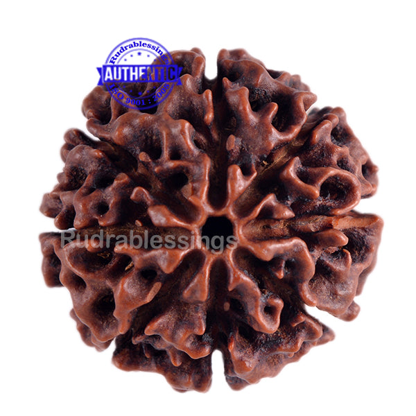 8 Mukhi Hybrid Rudraksha - Bead No. 15