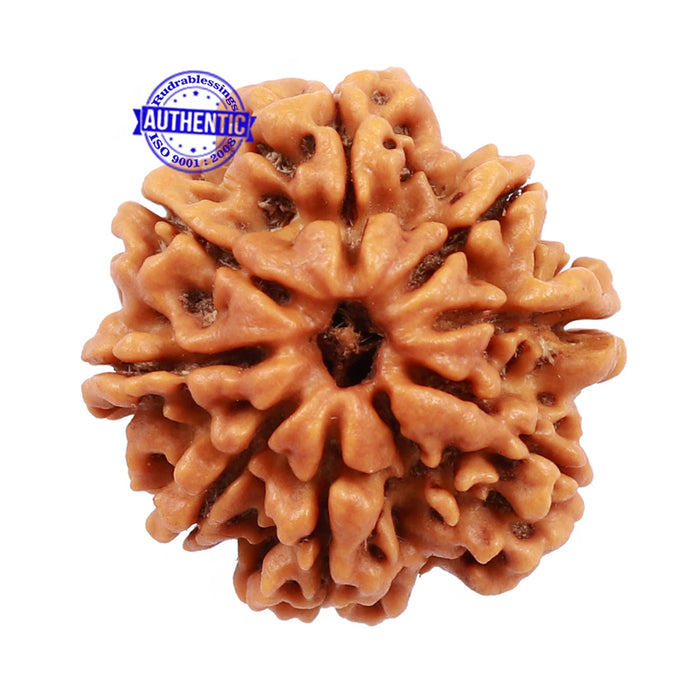 8 Mukhi Nepalese Rudraksha - Bead No. 106