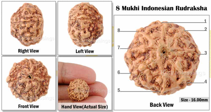 8 Mukhi Rudraksha from Indonesia - Bead No. 28