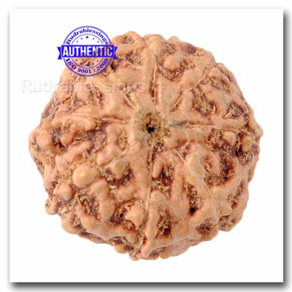 8 Mukhi Rudraksha from Indonesia - Bead No. 28
