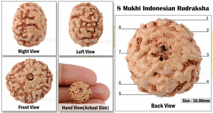 8 Mukhi Rudraksha from Indonesia - Bead No. 29