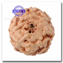 Load image into Gallery viewer, 8 Mukhi Rudraksha from Indonesia - Bead No. 29
