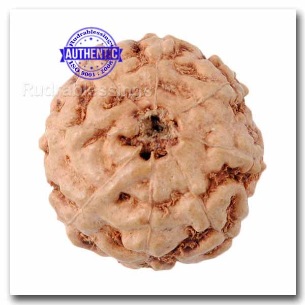 8 Mukhi Rudraksha from Indonesia - Bead No. 29