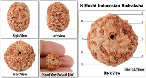8 Mukhi Rudraksha from Indonesia - Bead No. 30