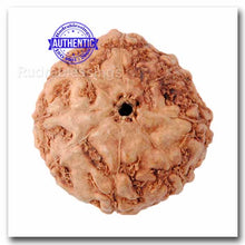Load image into Gallery viewer, 8 Mukhi Rudraksha from Indonesia - Bead No. 30

