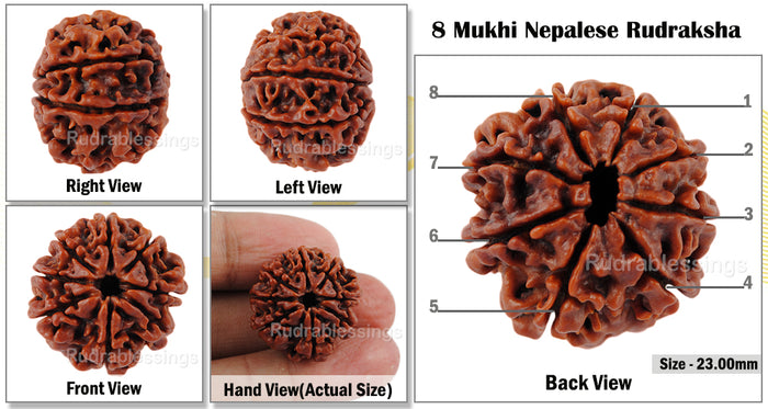 8 Mukhi Nepalese Rudraksha - Bead No. 30