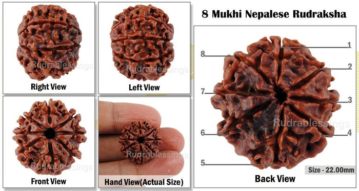 8 Mukhi Nepalese Rudraksha - Bead No. 31
