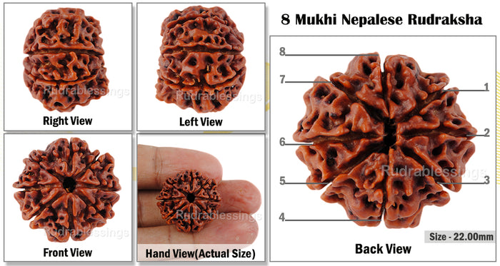8 Mukhi Nepalese Rudraksha - Bead No. 32