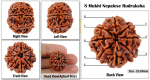 8 Mukhi Nepalese Rudraksha - Bead No. 37