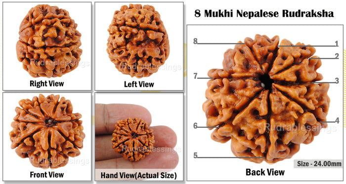 8 Mukhi Nepalese Rudraksha - Bead No. 38