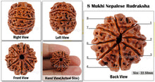 Load image into Gallery viewer, 8 Mukhi Nepalese Rudraksha - Bead No. 39
