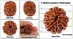 8 Mukhi Nepalese Rudraksha - Bead No. 39