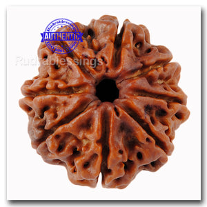 8 Mukhi Nepalese Rudraksha - Bead No. 39