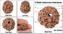 Load image into Gallery viewer, 8 Mukhi Rudraksha from Indonesia - Bead No. 40
