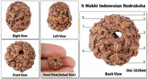 8 Mukhi Rudraksha from Indonesia - Bead No. 40