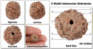 8 Mukhi Rudraksha from Indonesia - Bead No. 41