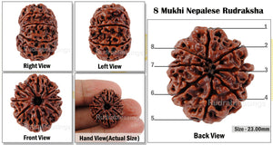 8 Mukhi Nepalese Rudraksha - Bead No. 41