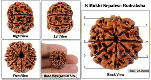 8 Mukhi Nepalese Rudraksha - Bead No. 43