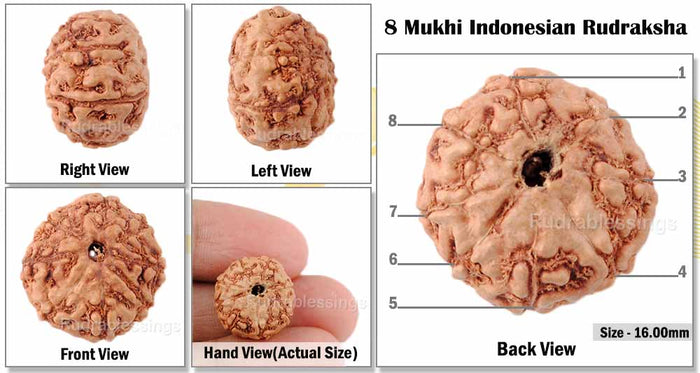 8 Mukhi Indonesian Rudraksha - Bead No. 47